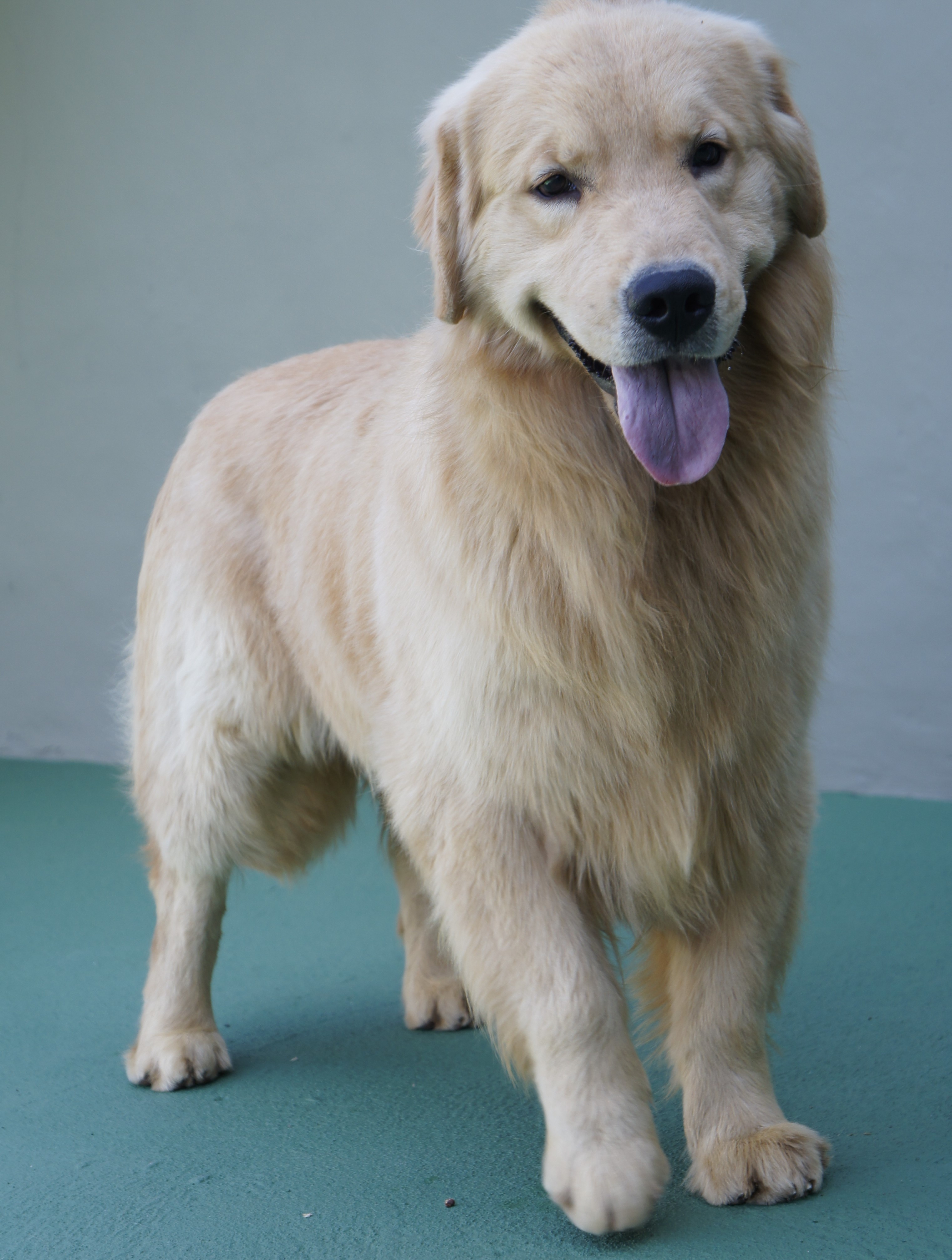 Golden Retriever Adulto 6053.JPG